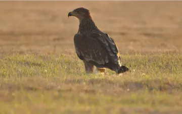 Biztonságban a parlagi sas